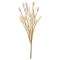 16" Bunny Tail Pampas Grass Bundle