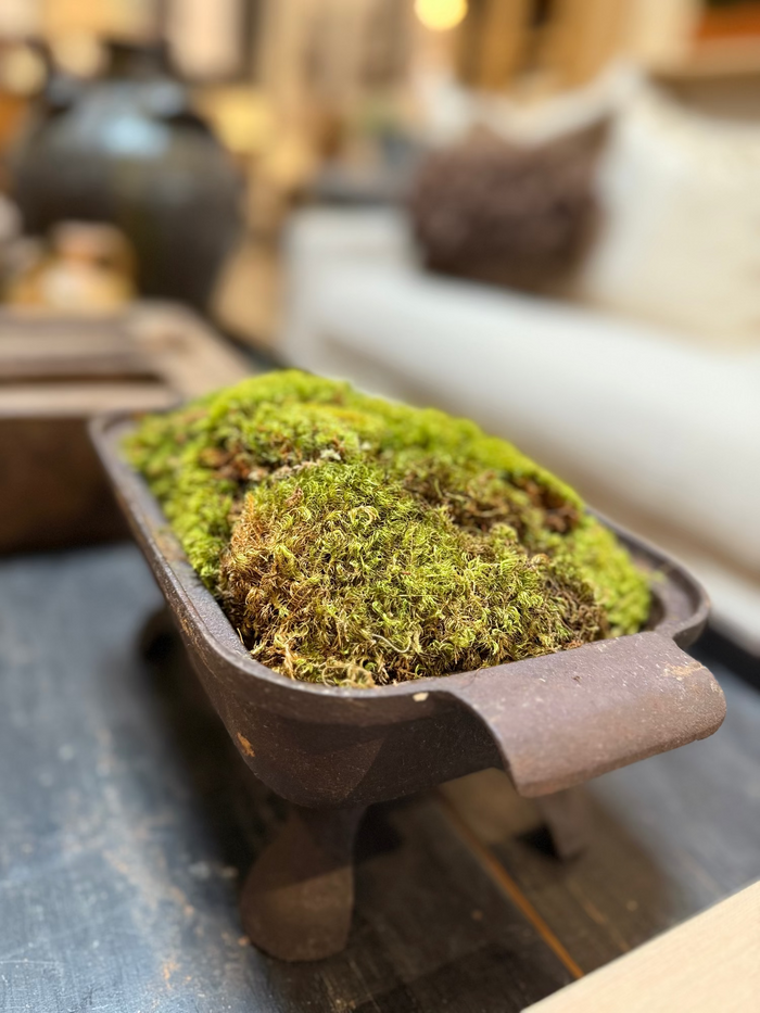 Antique cast iron basin filled with green moss, rounded handle cutouts