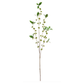 Budding Branch