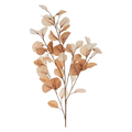 Dried Eucaluptus Branch