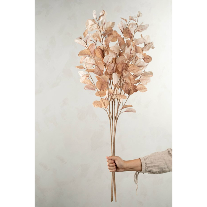 Dried Eucaluptus Branch