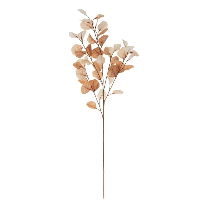 Dried Eucaluptus Branch
