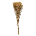 Dried Natural Baby's Breath Bunch - 32"