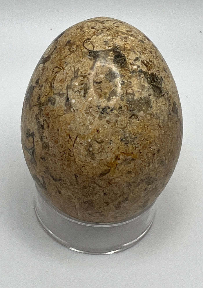Fossil Coral Egg - Raven's Cauldron