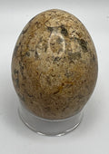 Fossil Coral Egg - Raven's Cauldron
