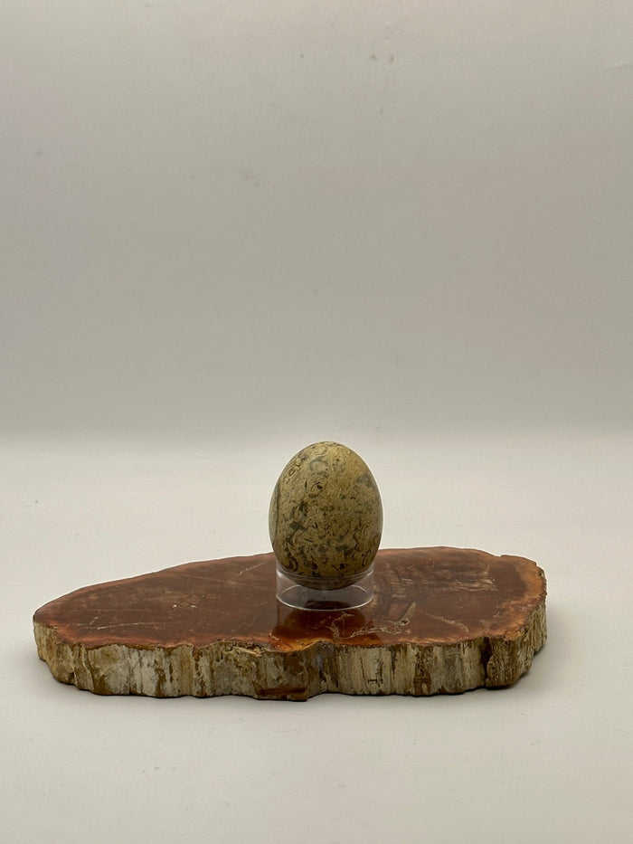 Fossil Coral Egg - Raven's Cauldron