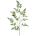 Green Leaf Branch