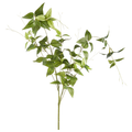 Green Leaf Spray