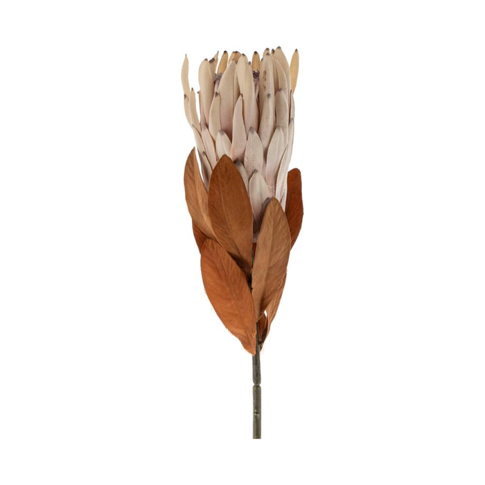 King Protea Floral Stem