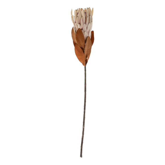 King Protea Floral Stem