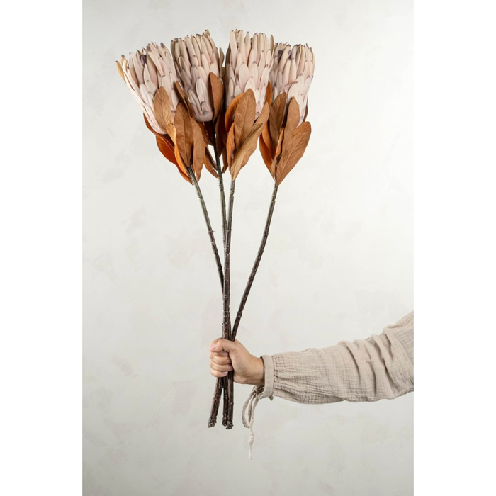 King Protea Floral Stem