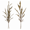Leaf Stem 47"
