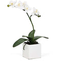 Orchid Potted Single Stem 16" - White