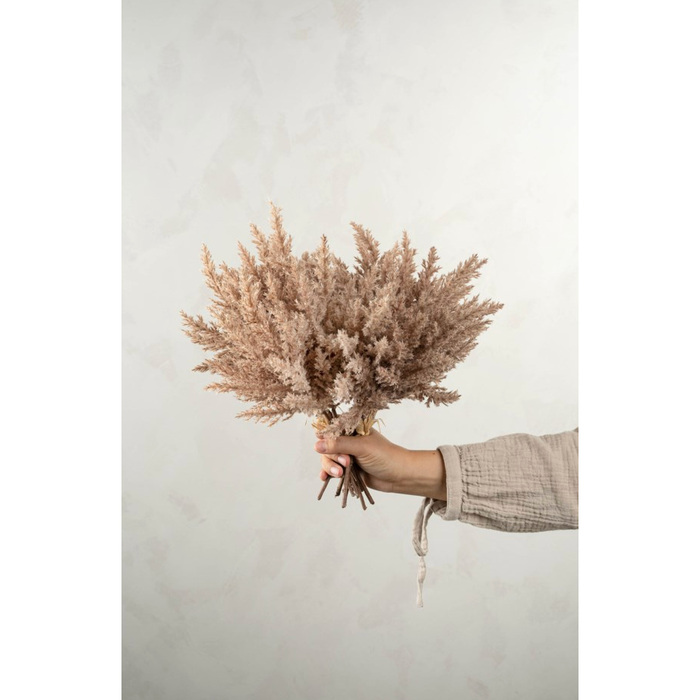 Pampas Grass Bundle