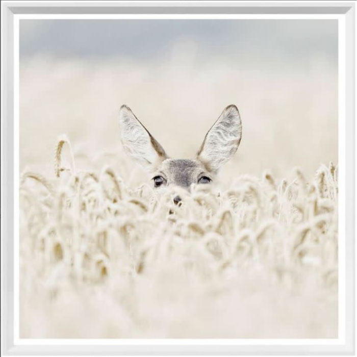 Peekaboo Deer