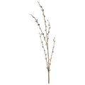 Pussy Willow Branch