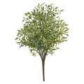 Soft Touch Ruscus Bush